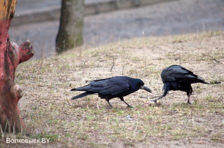 Волковыск: межсезонье (фото)