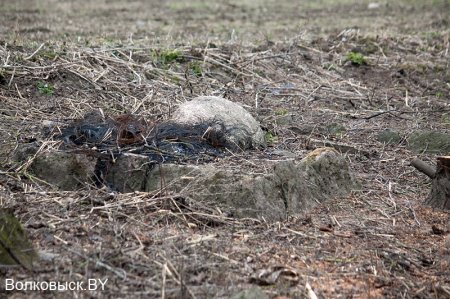 Отголоски Первой мировой