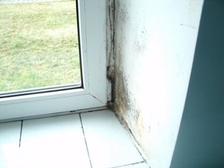 В Волковысской ЦРБ выращивают грибок и плесень