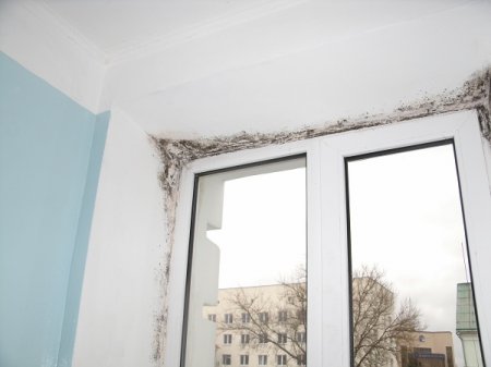 В Волковысской ЦРБ выращивают грибок и плесень