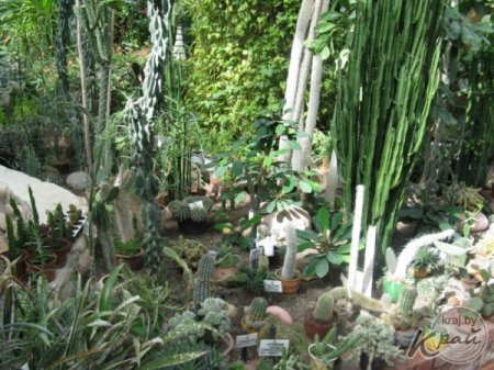 Кофе в зимнем саду Сморгонского лицея собирают ведрами, а гранаты и лимоны – десятками штук