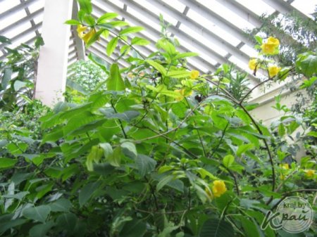 Кофе в зимнем саду Сморгонского лицея собирают ведрами, а гранаты и лимоны – десятками штук