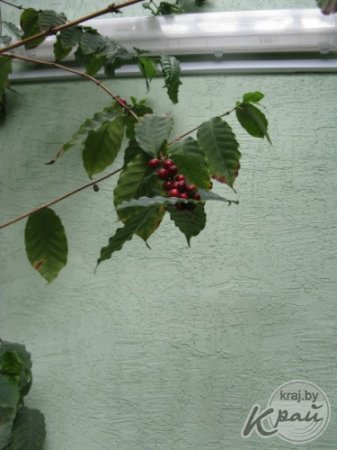 Кофе в зимнем саду Сморгонского лицея собирают ведрами, а гранаты и лимоны – десятками штук