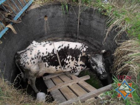 Бобруйская корова провалилась в двухметровый колодец