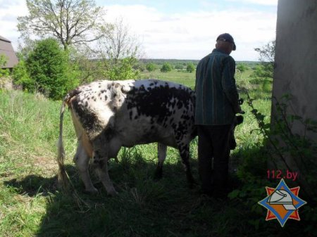 Бобруйская корова провалилась в двухметровый колодец