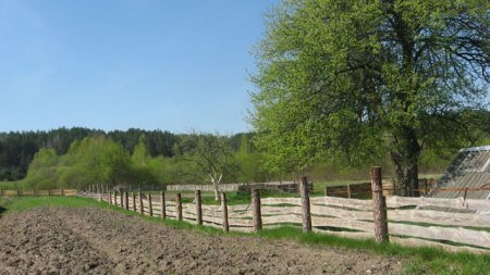 Жительница Якимовичей: «Кабаны покусали моего Рыжика…»