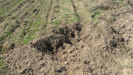 Жительница Якимовичей: «Кабаны покусали моего Рыжика…»