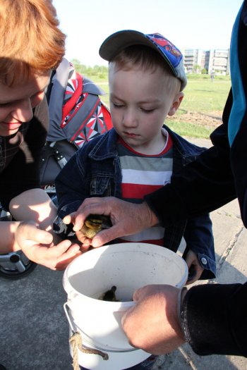 Бойцы МЧС спасли диких утят