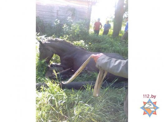 В Пинском районе лошадь упала в колодец с водой
