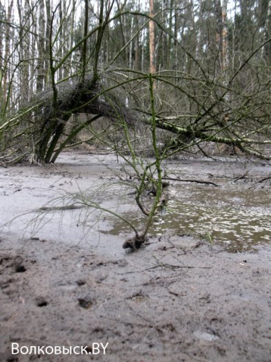 Продолжение истории о «навозных реках»