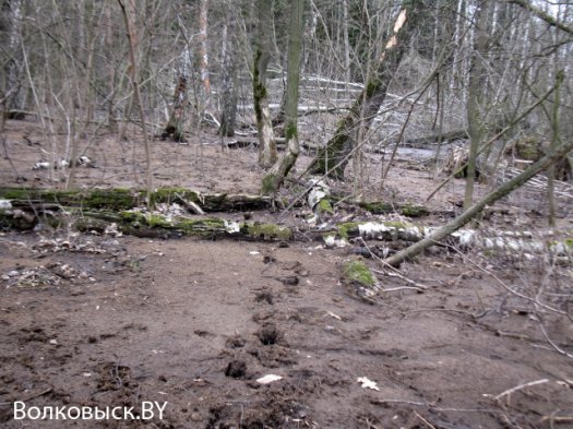 Продолжение истории о «навозных реках»