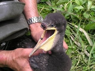 Вандалы в Витебской области отрезали клювы почти 100 птенцам бакланов (ФОТО) Вандалы в Витебской области отрезали клювы почти 100 птенцам бакланов (ФОТО)