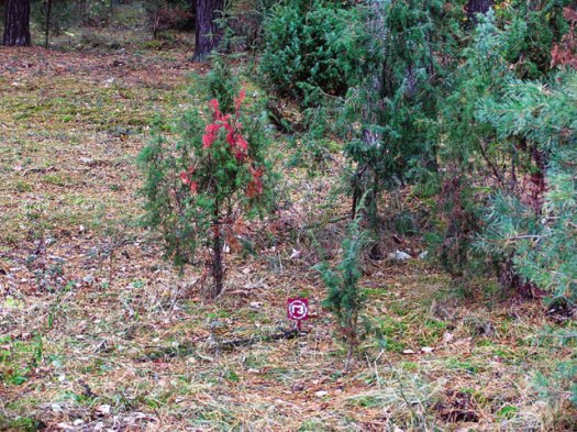 Народ встаёт на защиту Альбертинского леса