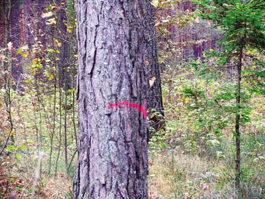 Народ встаёт на защиту Альбертинского леса