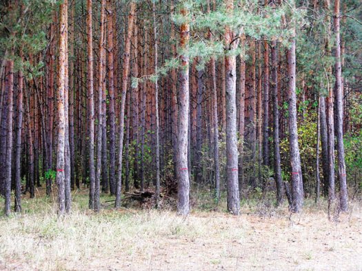 Народ встаёт на защиту Альбертинского леса