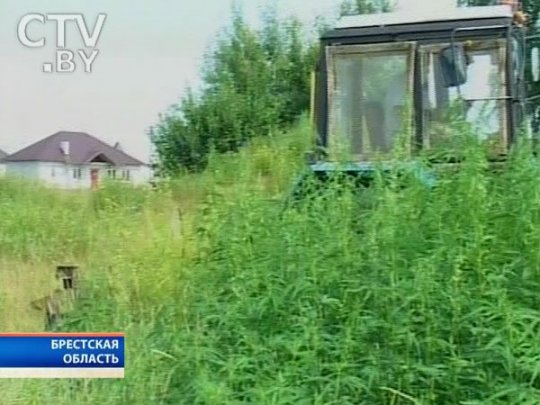 Масштабная плантация конопли уничтожена в центре Пинска
