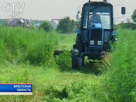 Масштабная плантация конопли уничтожена в центре Пинска