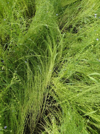 После уранага лиозненский льнозавод подсчитал убытки