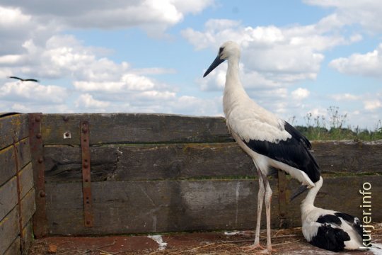 Девятилетний случчанин спас птенцов аиста