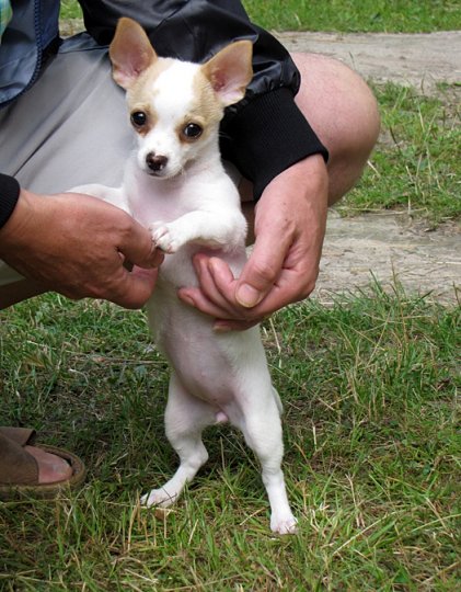 Региональная выставка собак (фото)
