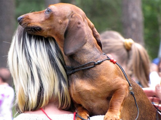 Региональная выставка собак (фото)