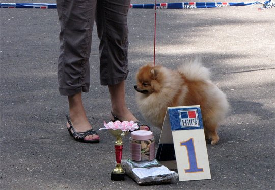 Региональная выставка собак (фото)
