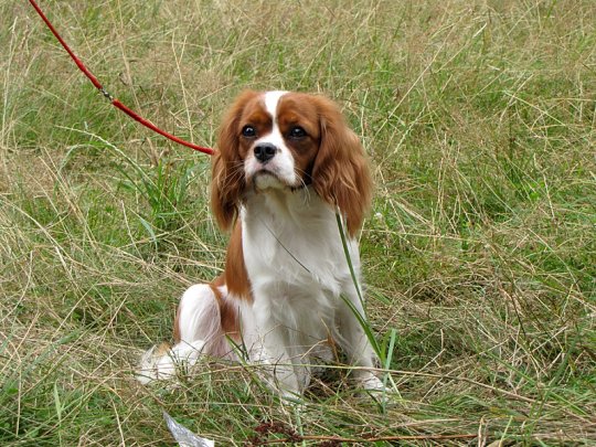 Региональная выставка собак (фото)