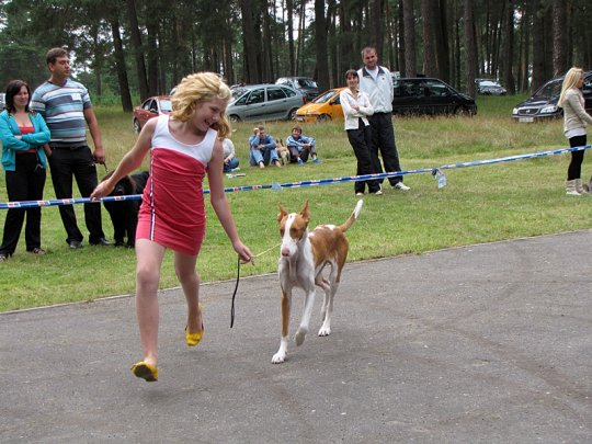 Региональная выставка собак (фото)