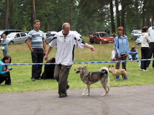 Региональная выставка собак (фото)