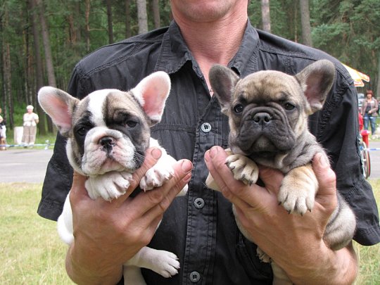 Региональная выставка собак (фото)