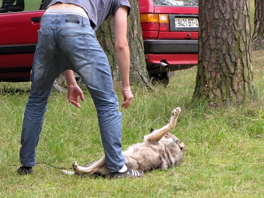 Региональная выставка собак (фото)