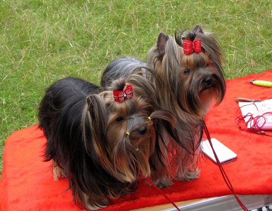 Региональная выставка собак (фото)