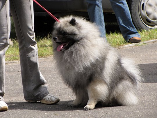 Региональная выставка собак (фото)