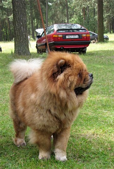 Региональная выставка собак (фото)
