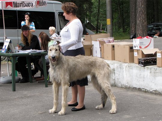 Региональная выставка собак (фото)