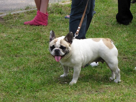 Региональная выставка собак (фото)