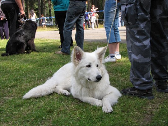 Региональная выставка собак (фото)