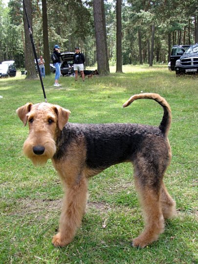 Региональная выставка собак (фото)