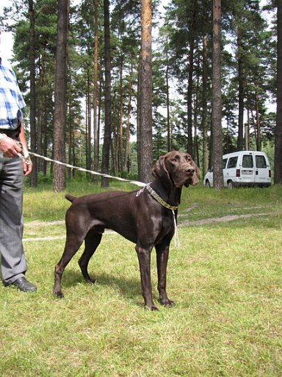 Региональная выставка собак (фото)