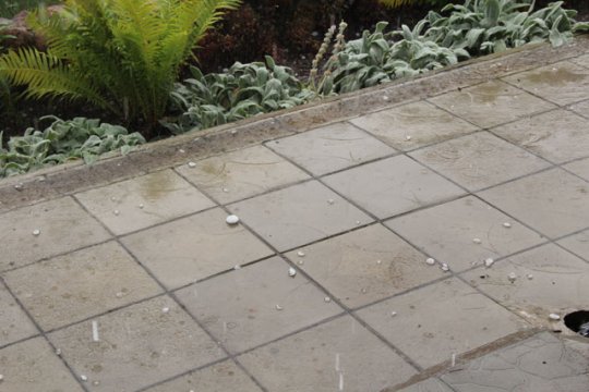 Слоним «бомбил» град (ВИДЕО)