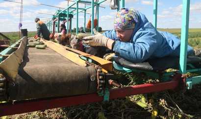 В СПК “Свислочь” огурцы убирают с помощью не имеющей аналогов в СНГ платформы