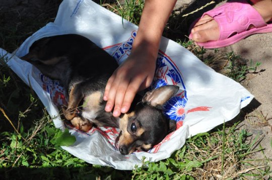 Убийство или случайность?