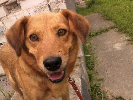 Собаки и коты в Гродненском спецавтохозяйстве ждут новых хозяев