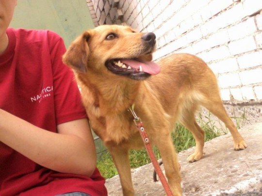 Собаки и коты в Гродненском спецавтохозяйстве ждут новых хозяев