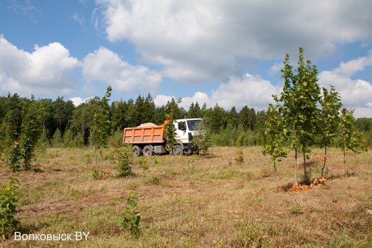 В Волковысском районе будет свой дендропарк