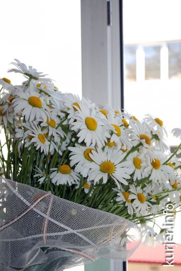 Проснувшись, увидела под окном нарисованные ромашки