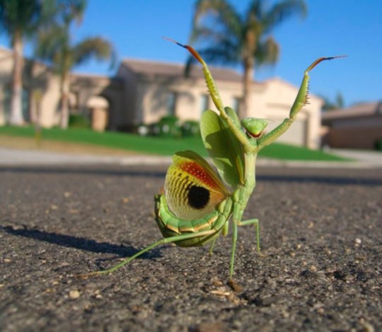 На Слонімшчыне з’явіліся багамолы