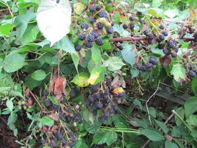 З кветкамі — весялей З кветкамі — весялей