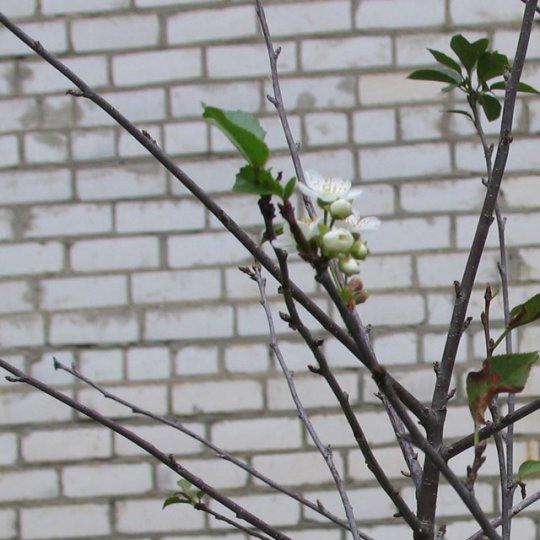 В Слониме под осень расцвела вишня