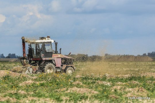 «Дажынкі»: чудеса в полях и бесплатная рабочая сила